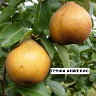 Саджанець Груша Анжеліс